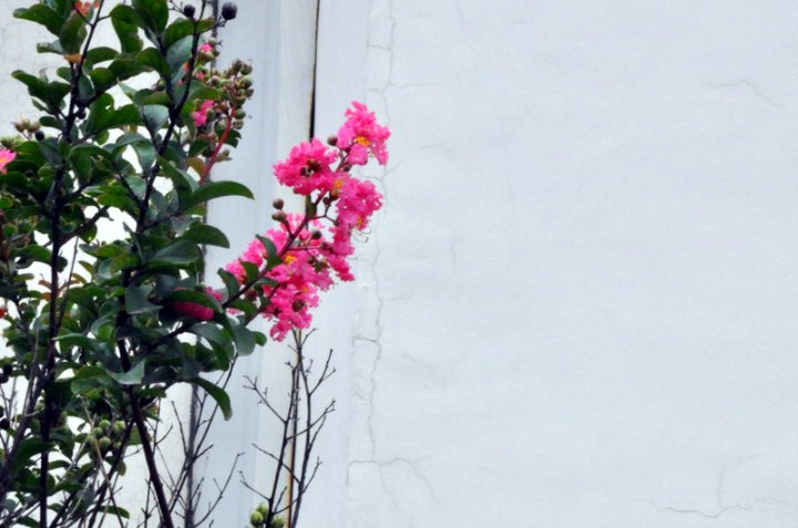 摄影题诗：寂寞香（柏鸥）