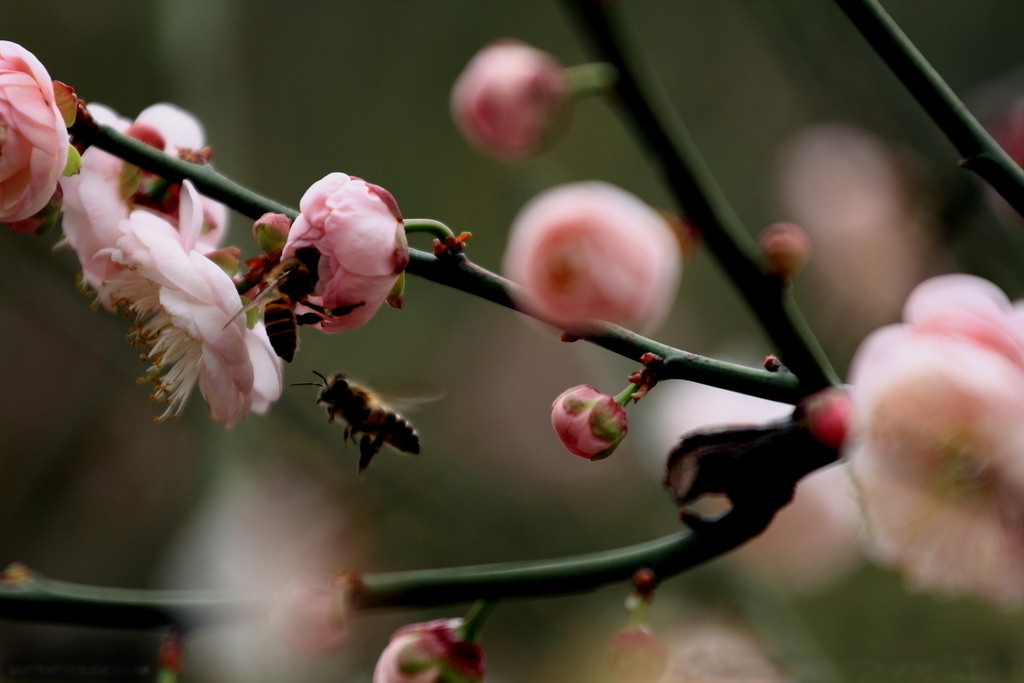 春回大地，莫负春光（太平煤矿&nbsp;孟苗）