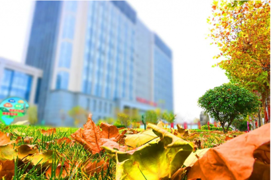 秋韵丨金桥金秋之美